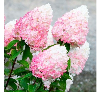 Гортензия Пинк энд Роуз 1 год